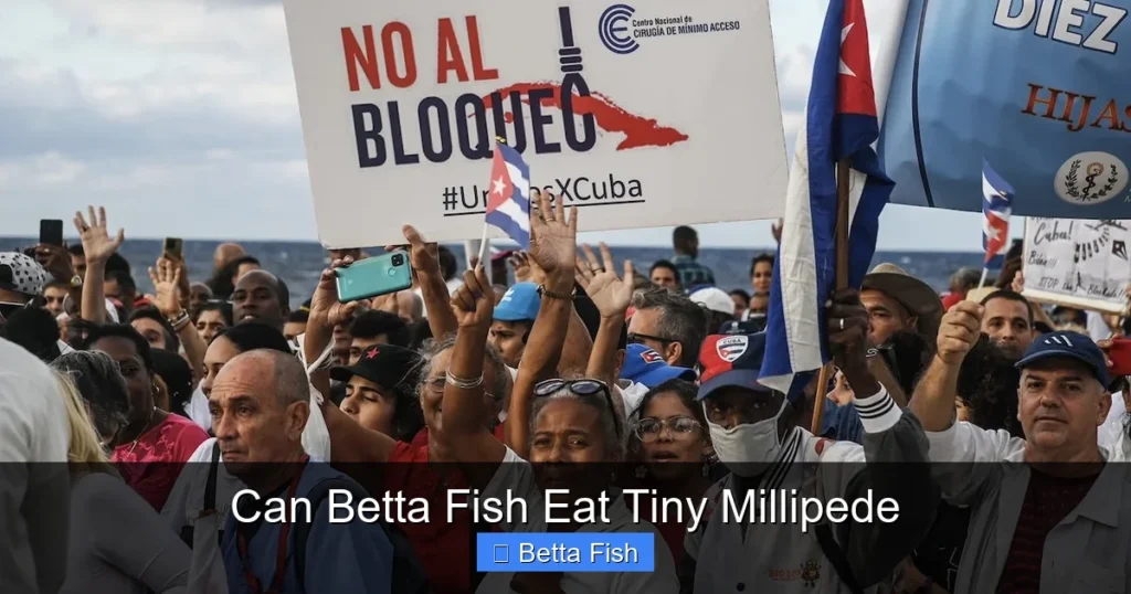 Can Betta Fish Eat Tiny Millipede