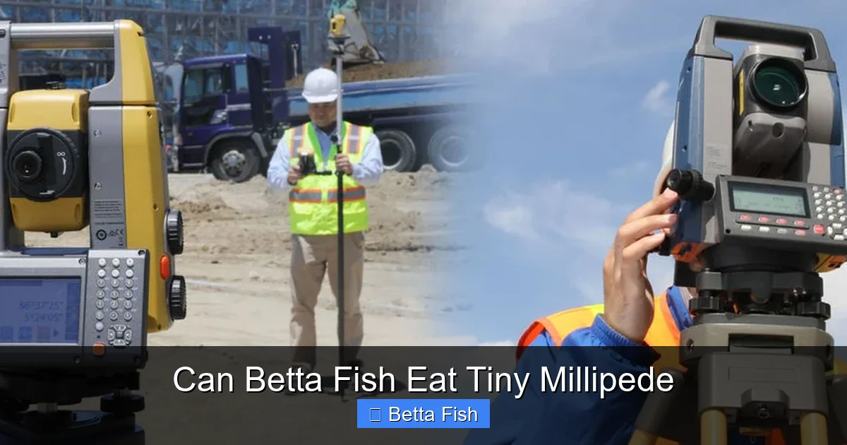 Can Betta Fish Eat Tiny Millipede