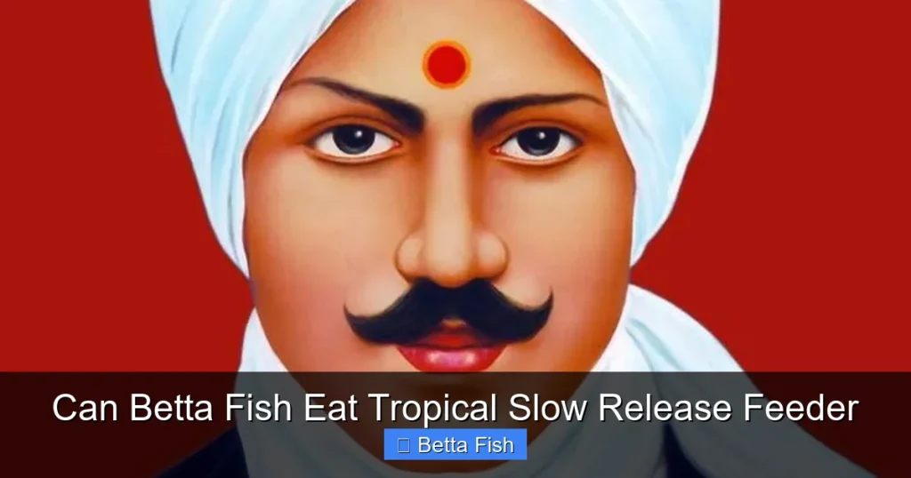 Can Betta Fish Eat Tropical Slow Release Feeder
