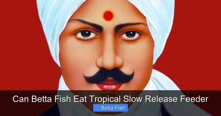 Can Betta Fish Eat Tropical Slow Release Feeder