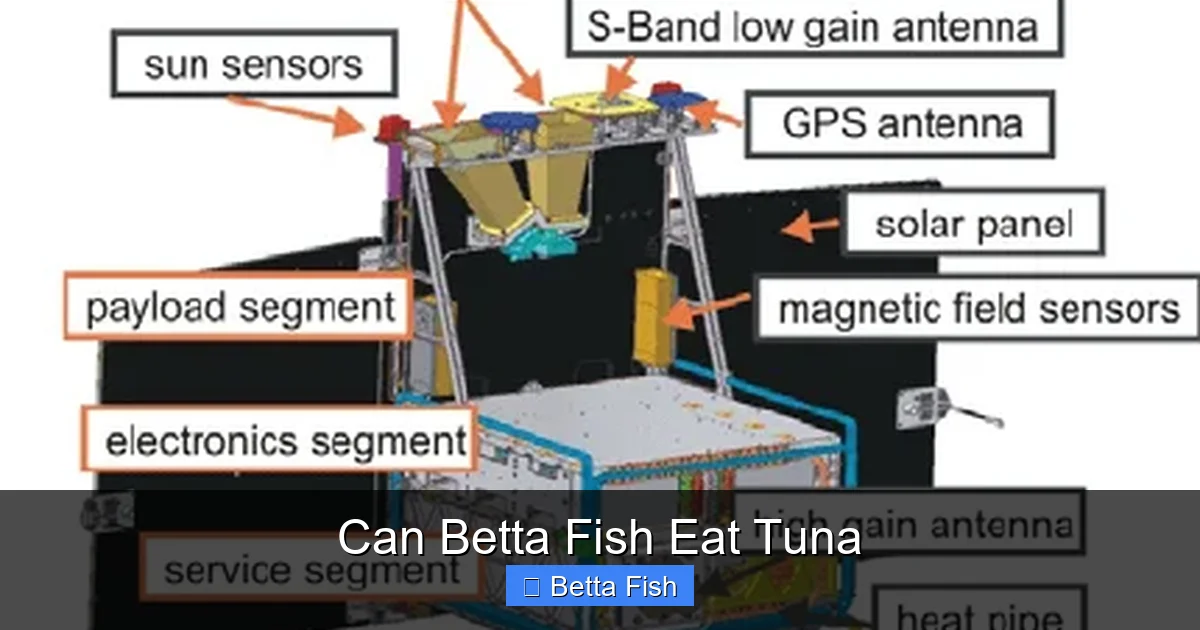 Can Betta Fish Eat Tuna