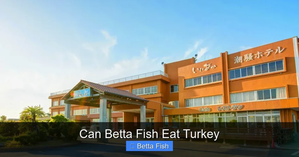 Can Betta Fish Eat Turkey
