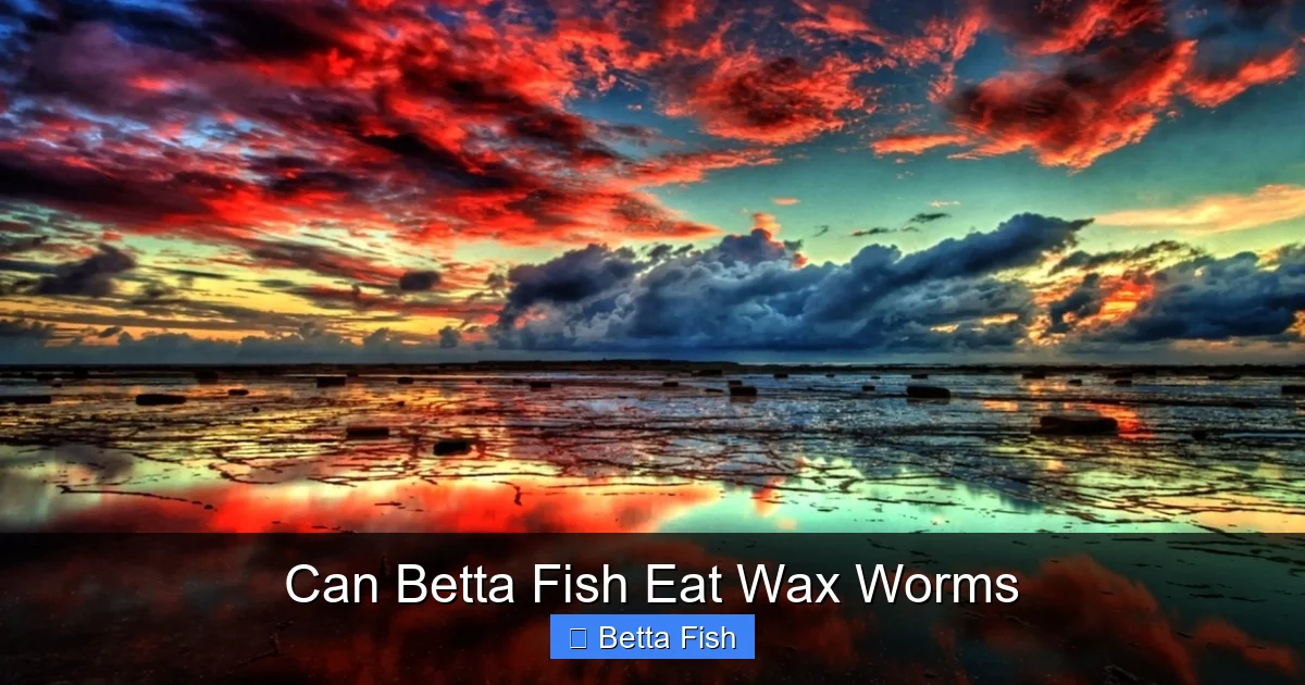 Can Betta Fish Eat Wax Worms