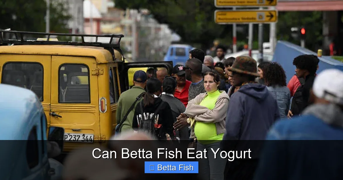 Can Betta Fish Eat Yogurt