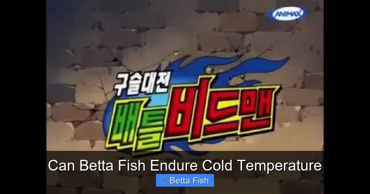 Can Betta Fish Endure Cold Temperature