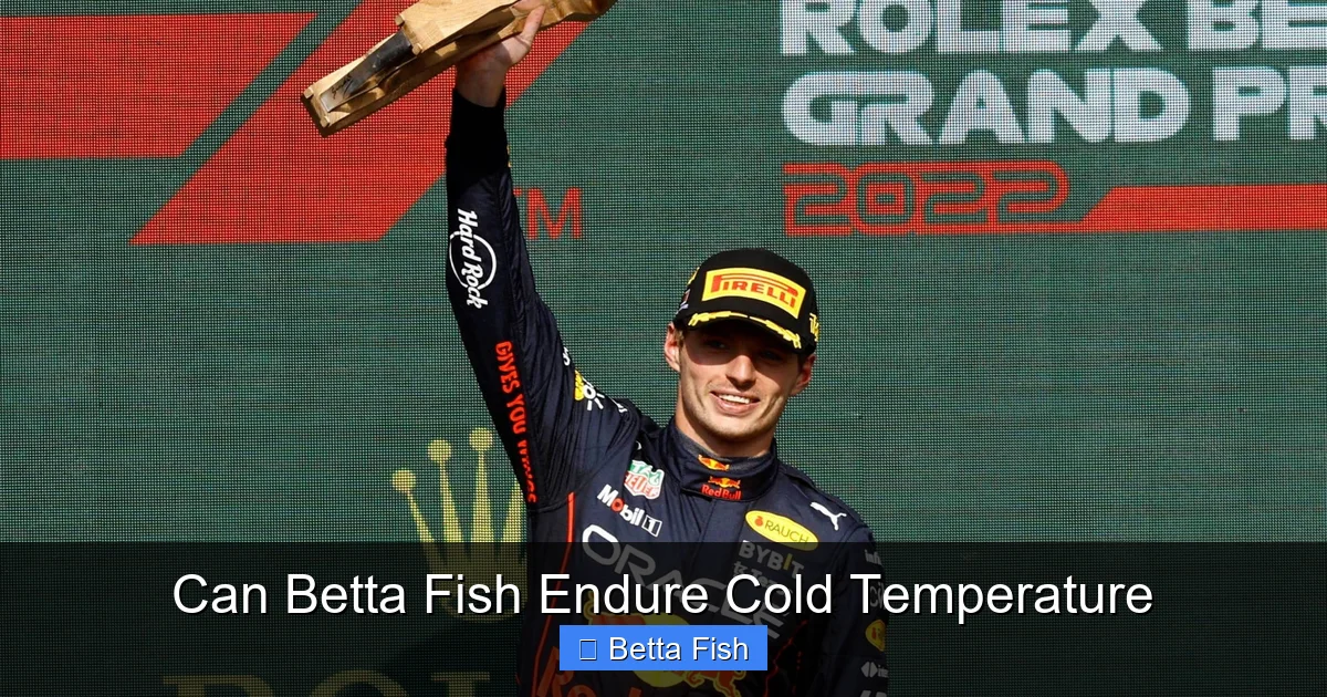 Can Betta Fish Endure Cold Temperature