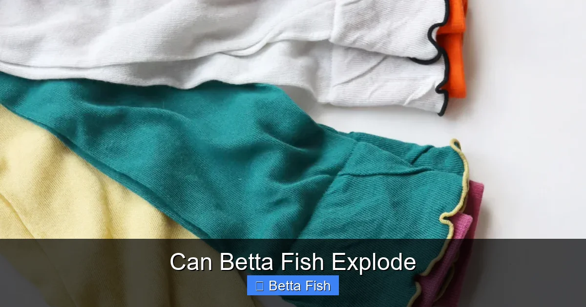 Can Betta Fish Explode