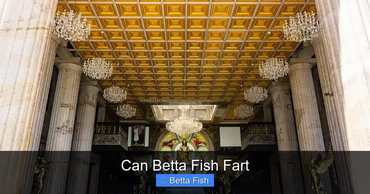 Can Betta Fish Fart