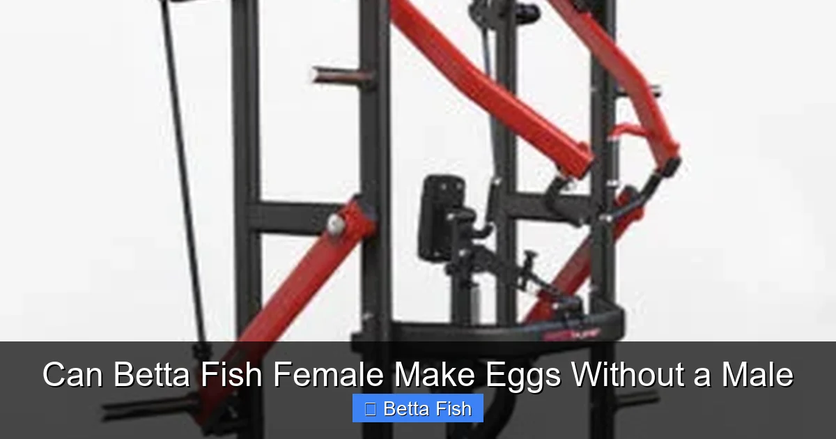 Can Betta Fish Female Make Eggs Without a Male