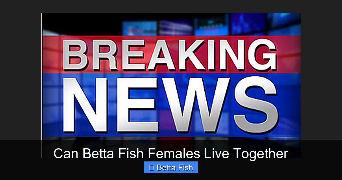 Can Betta Fish Females Live Together
