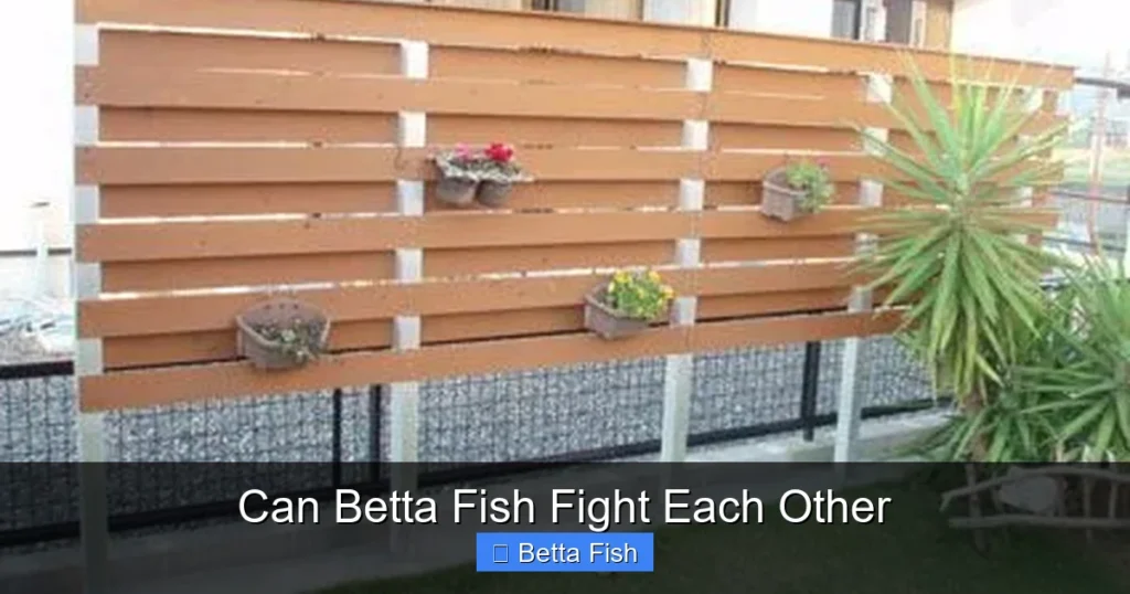 Can Betta Fish Fight Each Other