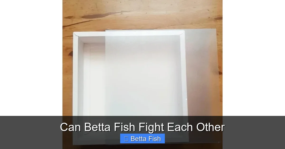 Can Betta Fish Fight Each Other