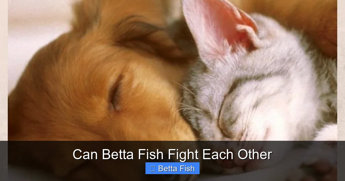 Can Betta Fish Fight Each Other