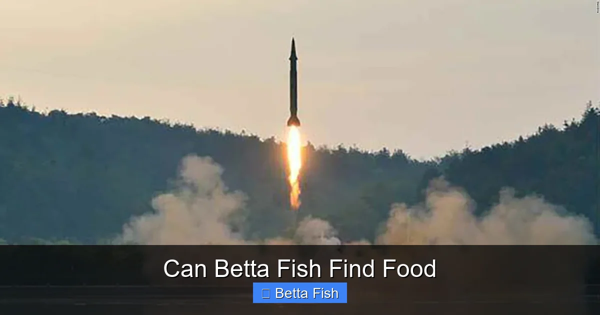 Can Betta Fish Find Food