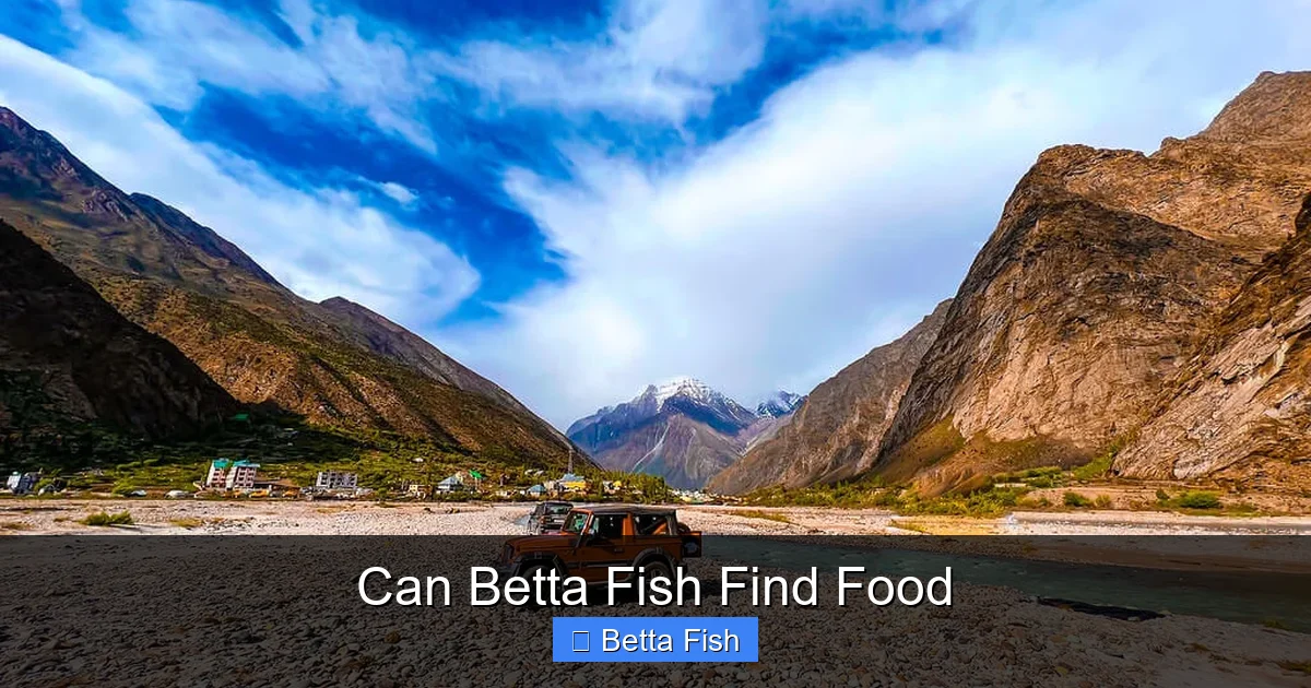 Can Betta Fish Find Food