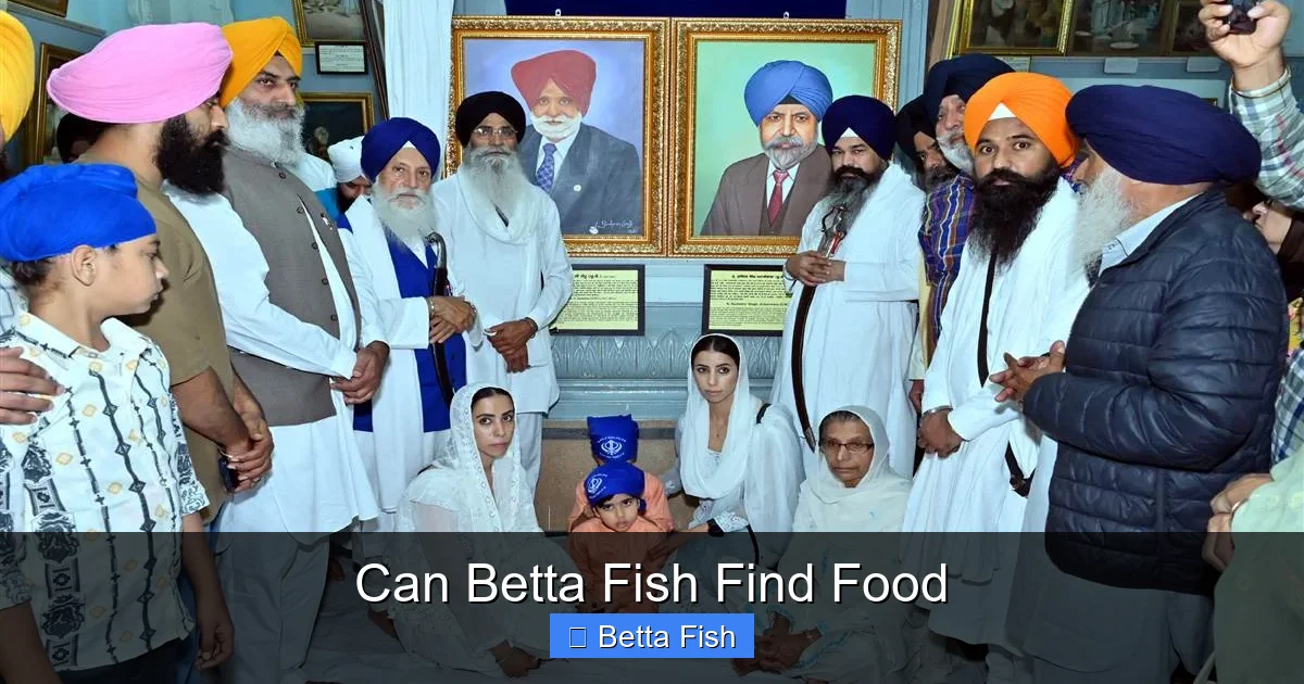 Can Betta Fish Find Food