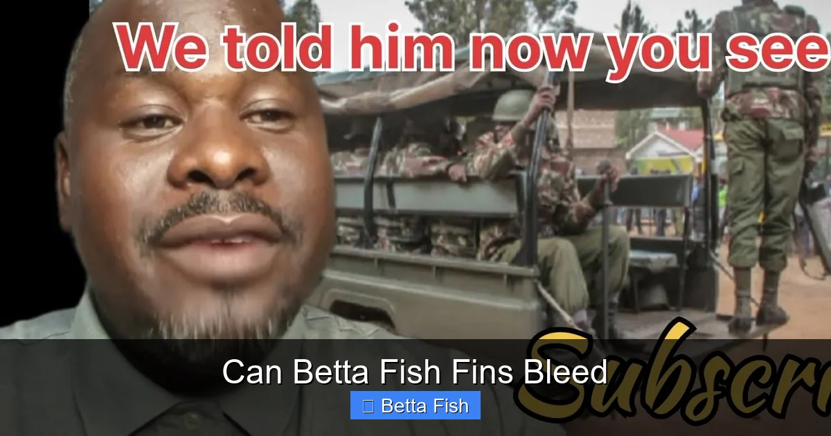 Can Betta Fish Fins Bleed