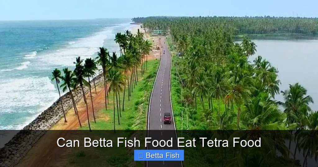 Can Betta Fish Food Eat Tetra Food