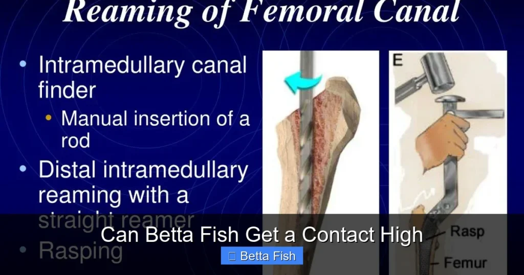 Can Betta Fish Get a Contact High