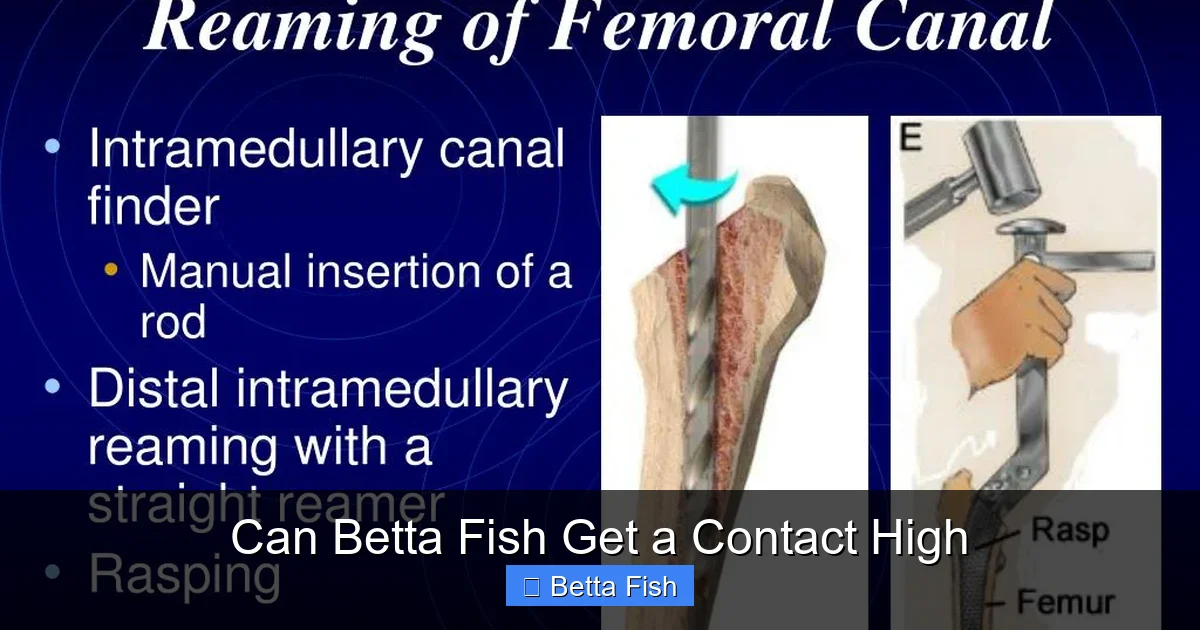 Can Betta Fish Get a Contact High