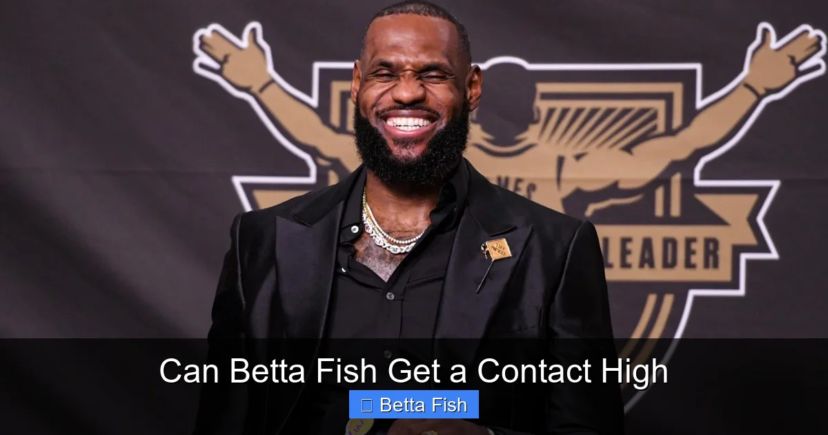 Can Betta Fish Get a Contact High