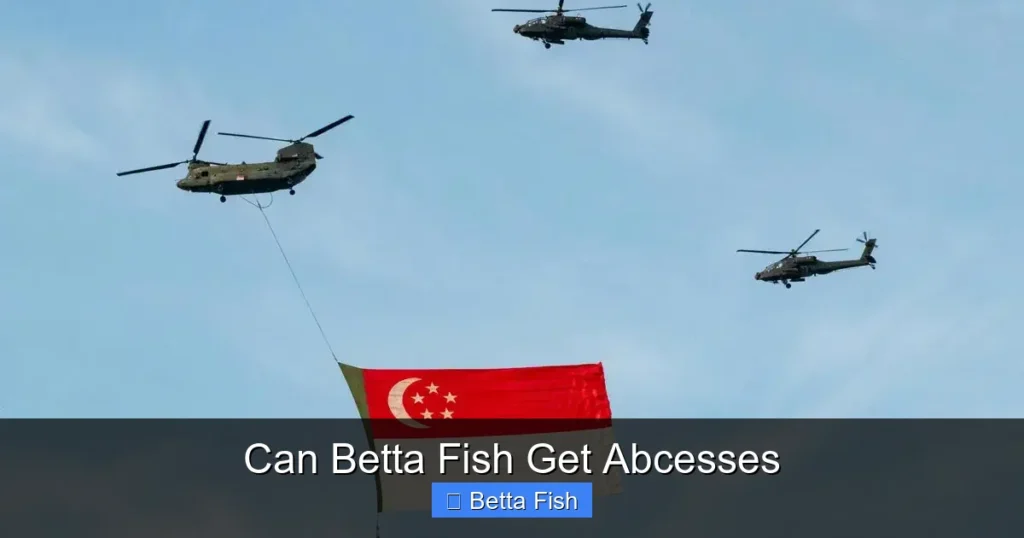 Can Betta Fish Get Abcesses