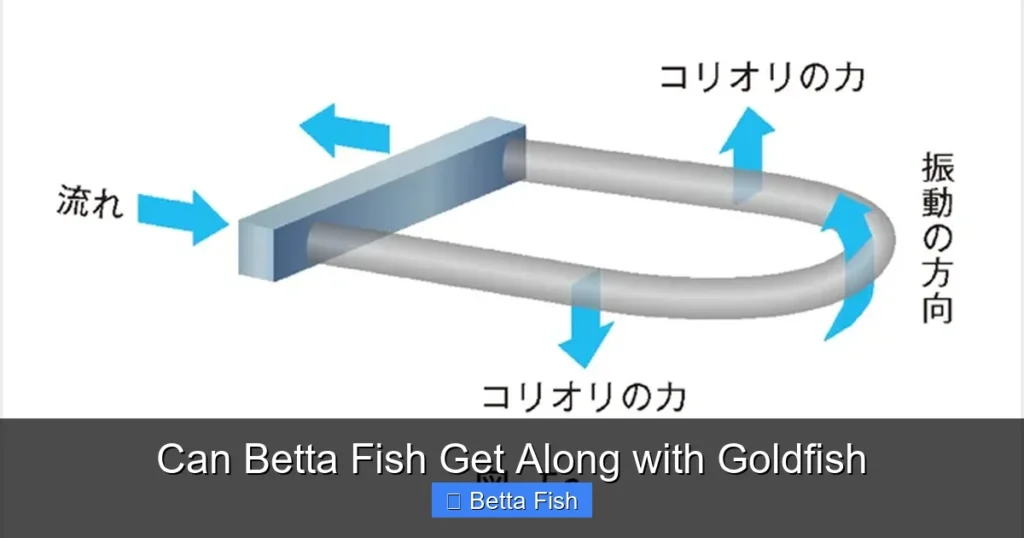 Can Betta Fish Get Along with Goldfish