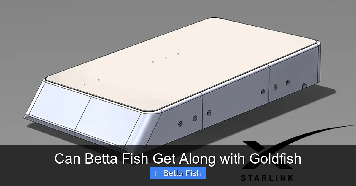Can Betta Fish Get Along with Goldfish