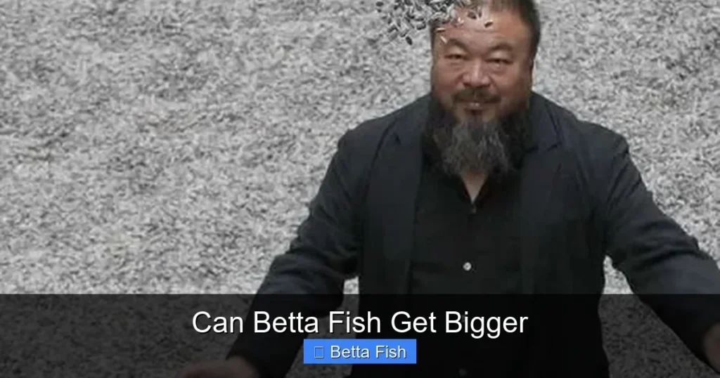 Can Betta Fish Get Bigger