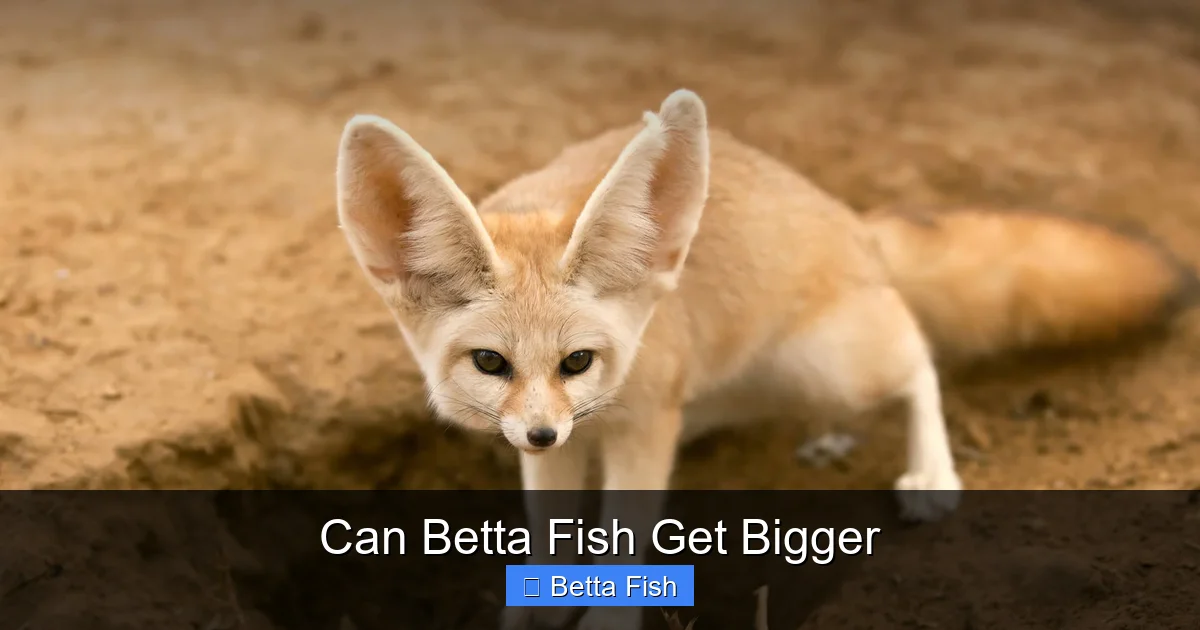 Can Betta Fish Get Bigger
