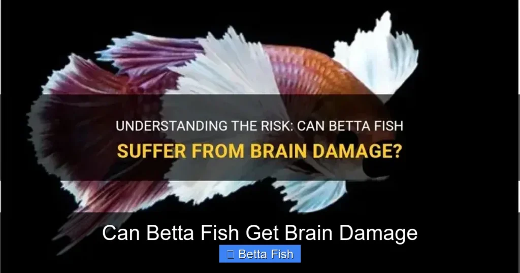 Can Betta Fish Get Brain Damage