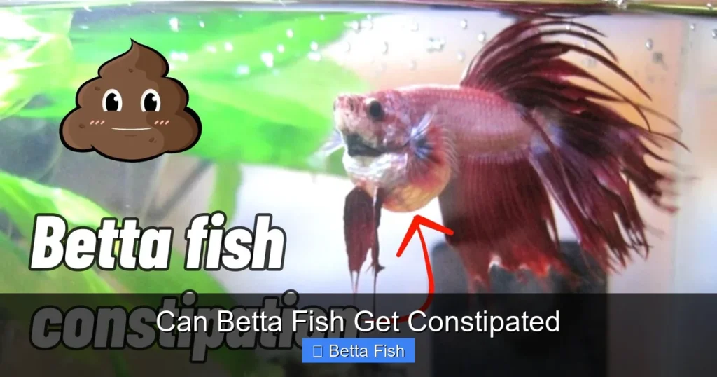 Can Betta Fish Get Constipated