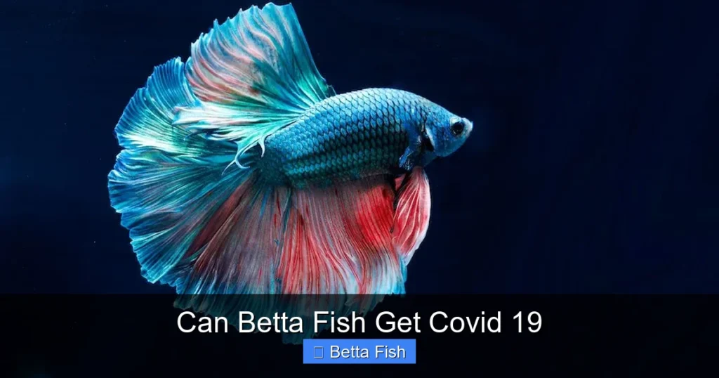 Can Betta Fish Get Covid 19