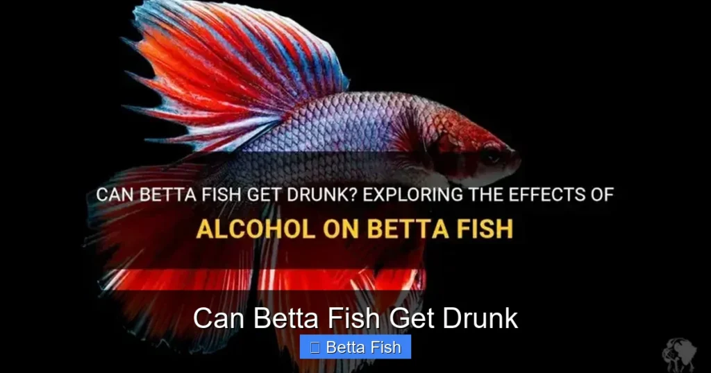 Can Betta Fish Get Drunk
