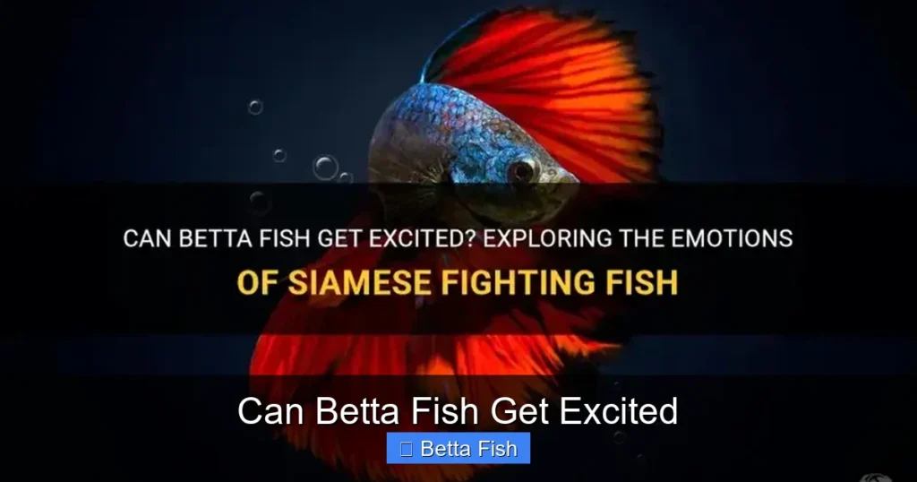 Can Betta Fish Get Excited