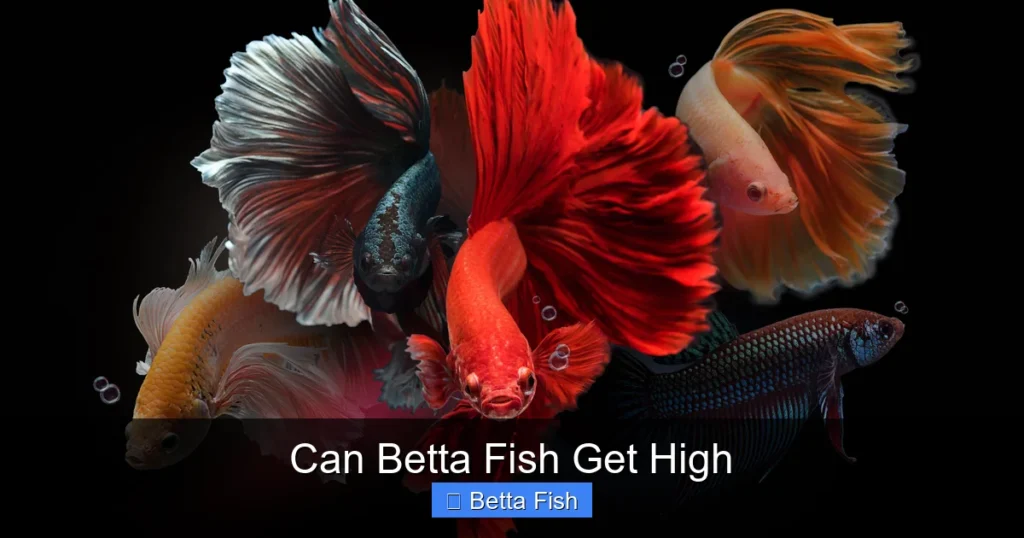 Can Betta Fish Get High