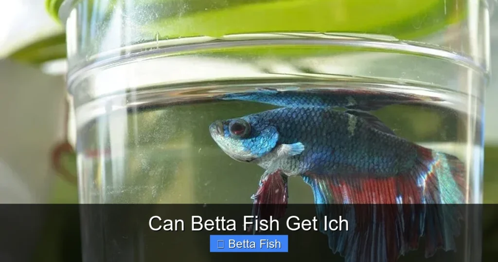 Can Betta Fish Get Ich