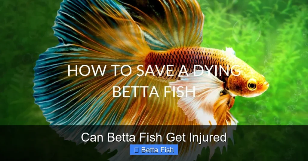 Can Betta Fish Get Injured