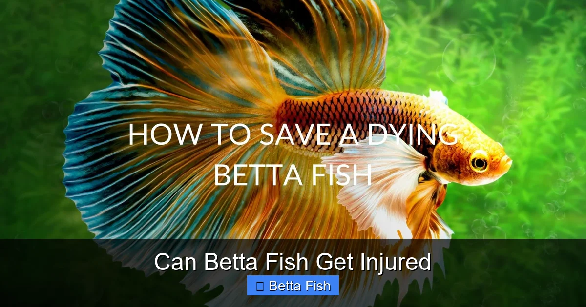 Can Betta Fish Get Injured