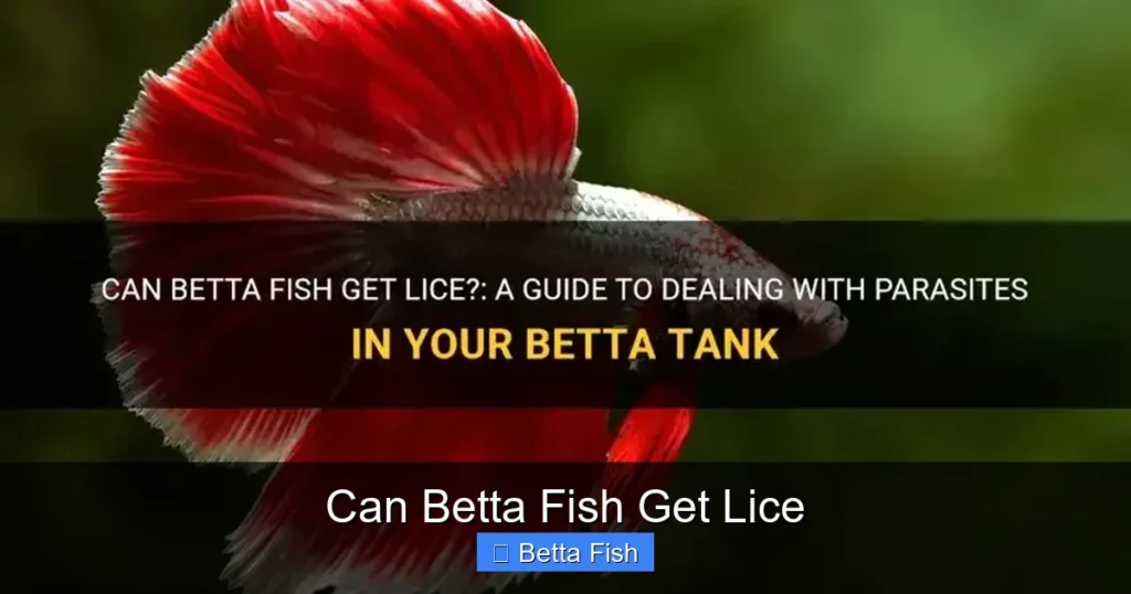 Can Betta Fish Get Lice