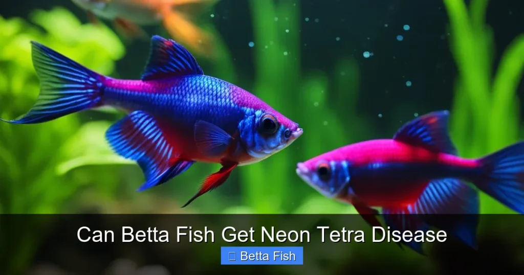 Can Betta Fish Get Neon Tetra Disease