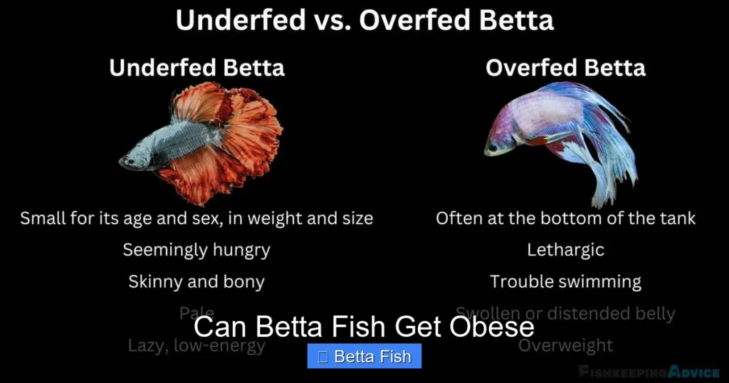 Can Betta Fish Get Obese