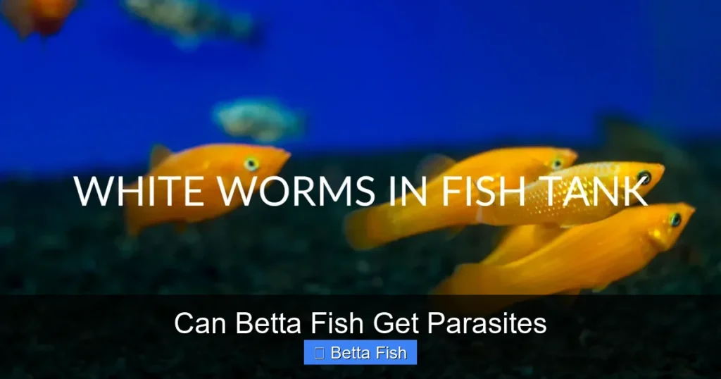 Can Betta Fish Get Parasites