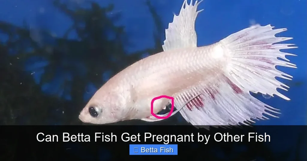 Can Betta Fish Get Pregnant by Other Fish