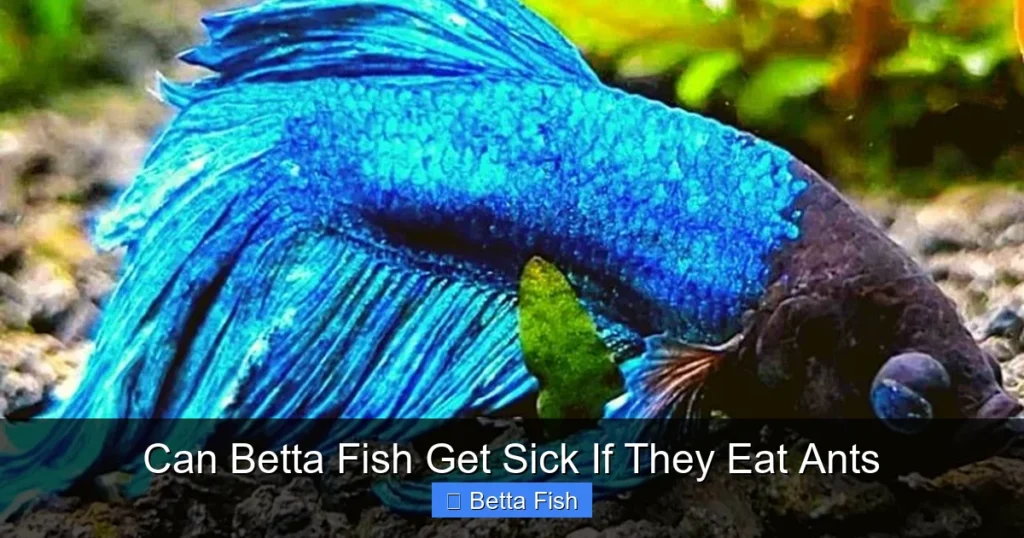 Can Betta Fish Get Sick If They Eat Ants