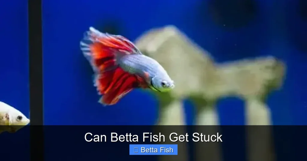 Can Betta Fish Get Stuck
