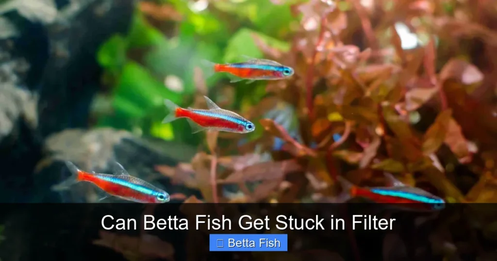 Can Betta Fish Get Stuck in Filter