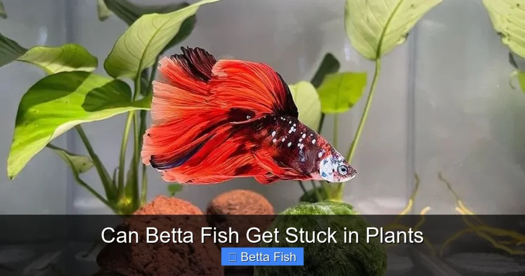 Can Betta Fish Get Stuck in Plants