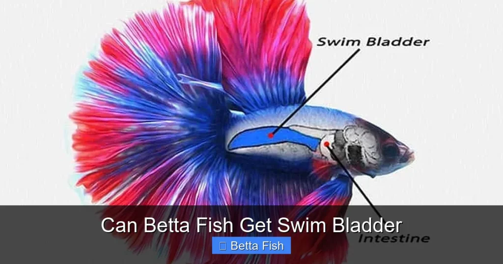 Can Betta Fish Get Swim Bladder