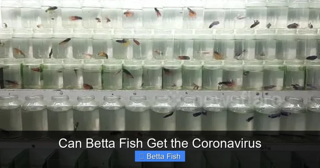 Can Betta Fish Get the Coronavirus